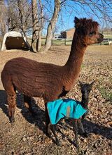 Noel First Cria Bred and Born at the Farm