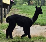 HHFF Phormal Black Kat Pic2