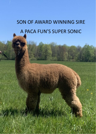 Photo of A PACA FUN'S SONIC FYRE