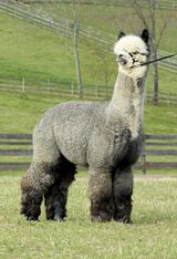 Sire - A PACA FUN'S SUPER SONIC