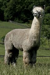 GRANDSIRE: A Paca Fun's Intrigue