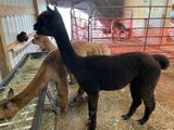 Daughter - MME's Sultry Sable