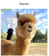 Grandson - Farm and Fleece Rainier