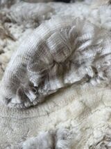 2024 Blanket