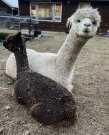 Mommy and Cria March 2nd 2026