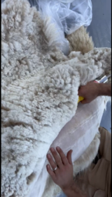 2026 Blanket Shearing