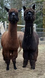 Kassiopeia and Penelope March 2nd 2026