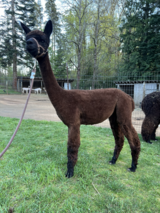 Kassiopeia Shorn 2026