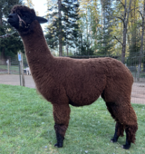 Kassiopeia Before Shearing 2026