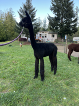 Penelope Shorn 2026