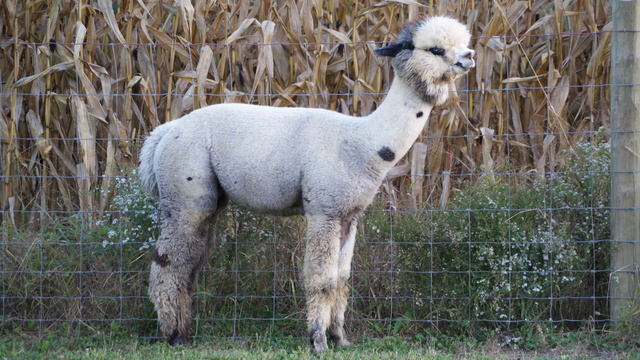 CALEBASSE A MATE TRADITIONNELLE Pied lisse alpaca