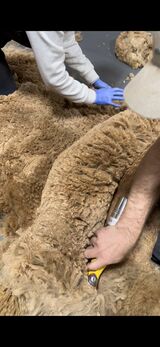 Huge fleece on small frame
