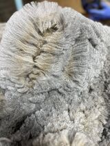 2024 shorn fleece