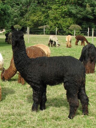 Alpacas For Sale: Wee Lassie of TCAF: Bred (Female): New York