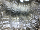 2016 Cria's Dense Bundled Fleece