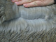 2012 Silver Elation Cria Fleece