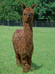 Cria Miss Molly by Pacific Pride
