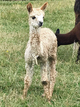 Cria by Christofle (Piccard Line)