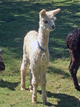 2016 Cria by Placido of PVA at 1 month