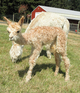 2013 cria by Paint day 1