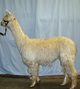 2011 cria as a yearling