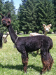 2013 Cria After 2014 Shearing