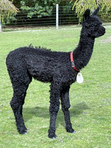 2021 Cria by Painted Black