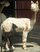 2015 Cria out of Medium Fawn