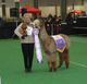 Service Sire: Snowmass Enlightened