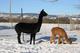 Shades with cria at side