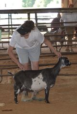 Dam was 3rd in a large class of seniors at 7 years old