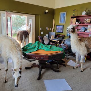 Llamas broke into our home!