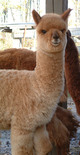 Another Gold cria