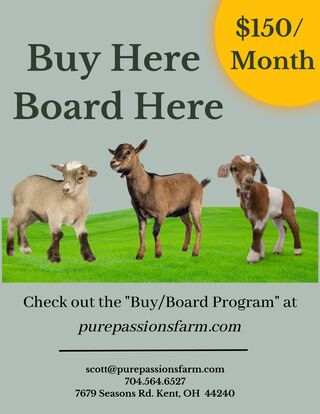 Photo of Buy Here Board Here Goats