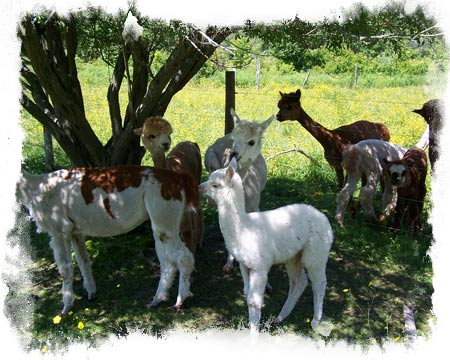 Some of our herd enjoying the shade!