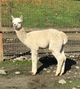 2019 Female Cria, Bristol, sired by Highpoint