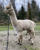 Lota's male cria at 8 months