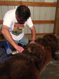 Shearing Services