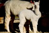 Shalimar inuit at 1 month old