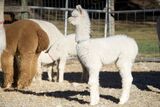 a very photogenic cria!