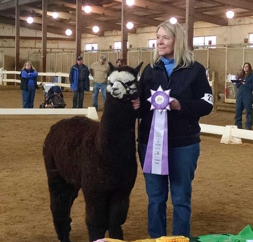 Reserve Champion at 10 months!