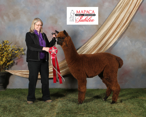 Isabelle - 2nd Small Breeders Jubilee