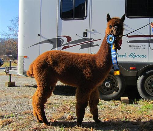 Alpacas For Sale: Wee Lassie of TCAF: Bred (Female): New York