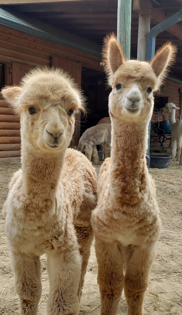 Miss Spank Me is the cria on the right