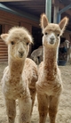 Golden girl is the cria on the left