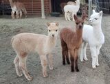 Jinx is the cria in the middle