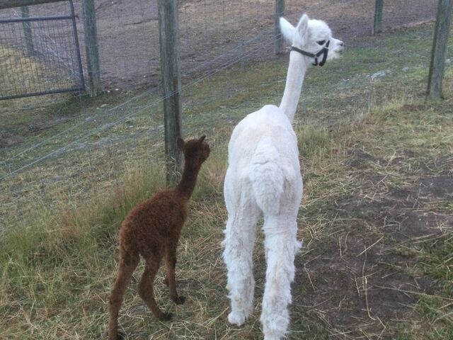  First cria, MB Bayleigh! June 2023