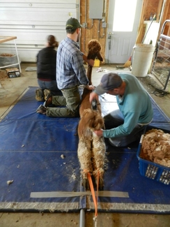 Completing the shearing with just the tail left