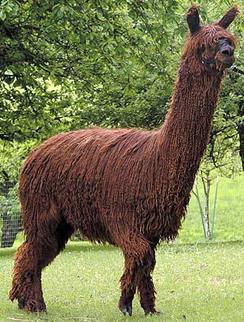 Example of suri alpaca, Fiorano