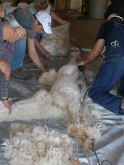 Shearing is a big day!